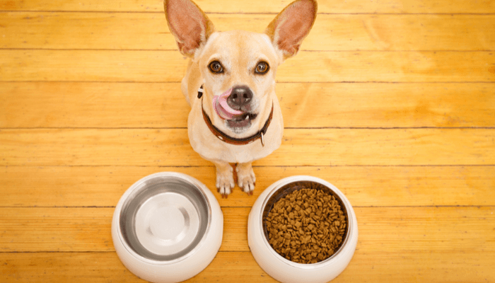 犬　食事　しつけ